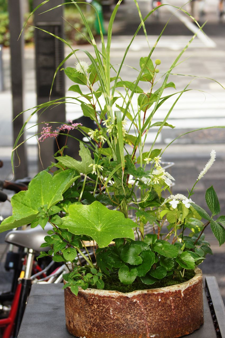 夏の山野草寄せ植え : 花重 京都 hanajyu