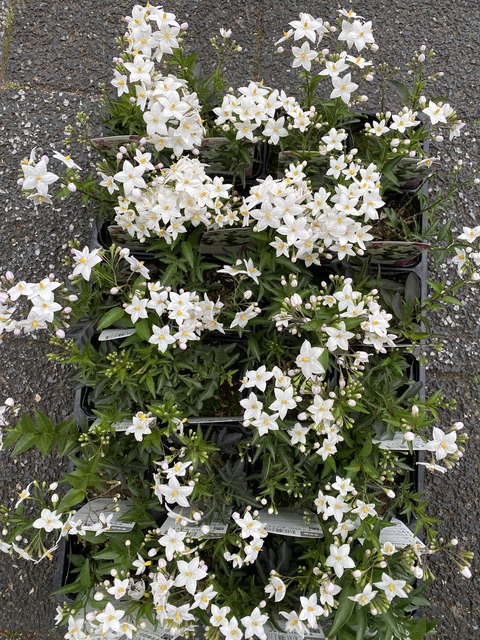 ヤマツツジ/白花【品番3293】 ヤマツツジ/白花【品番3293】 ヤマツツジ | 高萩山（タカハギヤマ