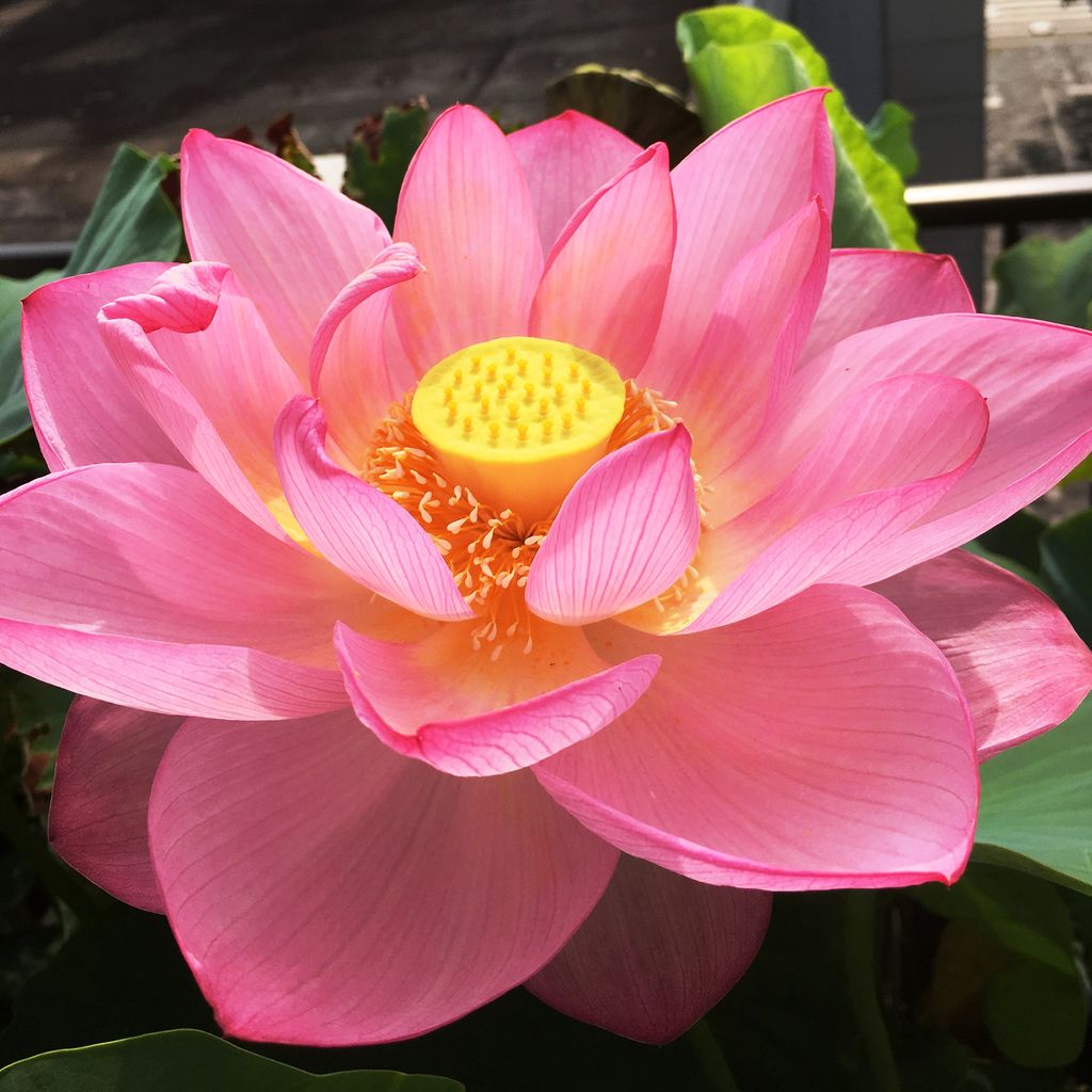 花重 京都 Hanajyu ハス鉢販売店