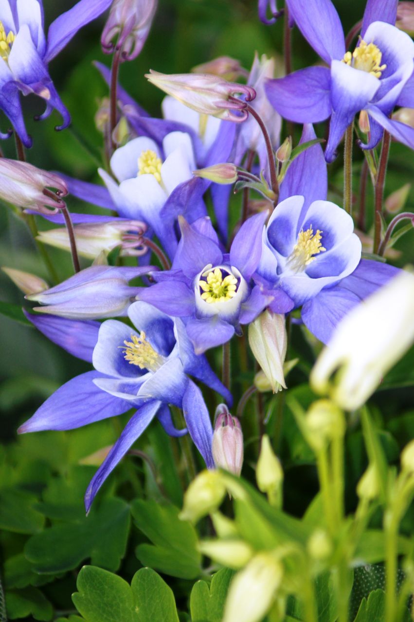 西洋苧環販売 花重 京都 Hanajyu