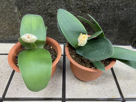 マユハケオモト