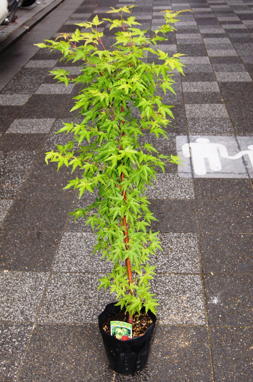 珊瑚閣モミジ販売 花重 京都 Hanajyu 珊瑚閣モミジ販売 花重 京都 Hanajyu