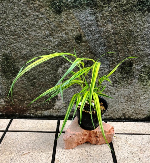 風知草2.5寸