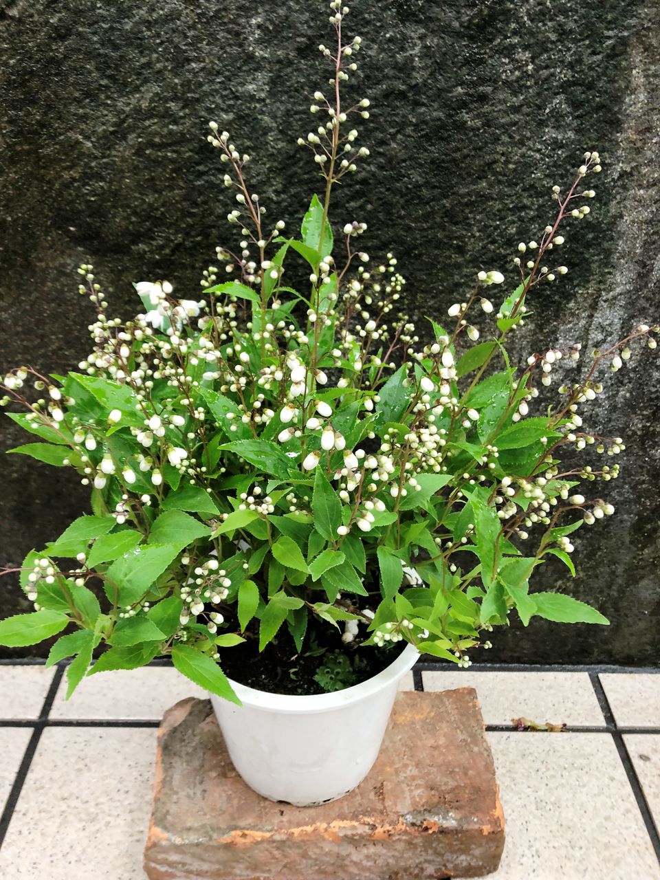 花重 京都 Hanajyu 春の茶花