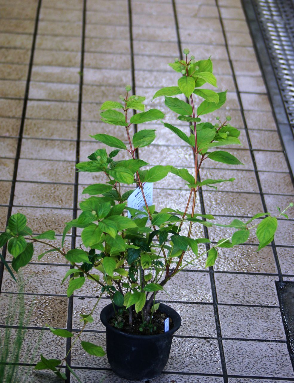谷渡りの木の鉢入荷 花重 京都 Hanajyu 谷渡りの木の鉢入荷 花重 京都 Hanajyu