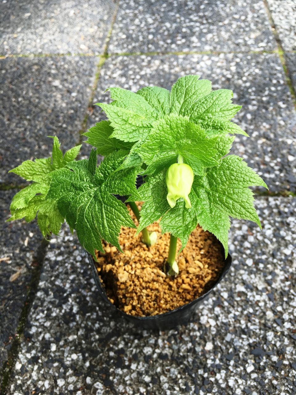 白花白根葵入荷 花重 京都 Hanajyu