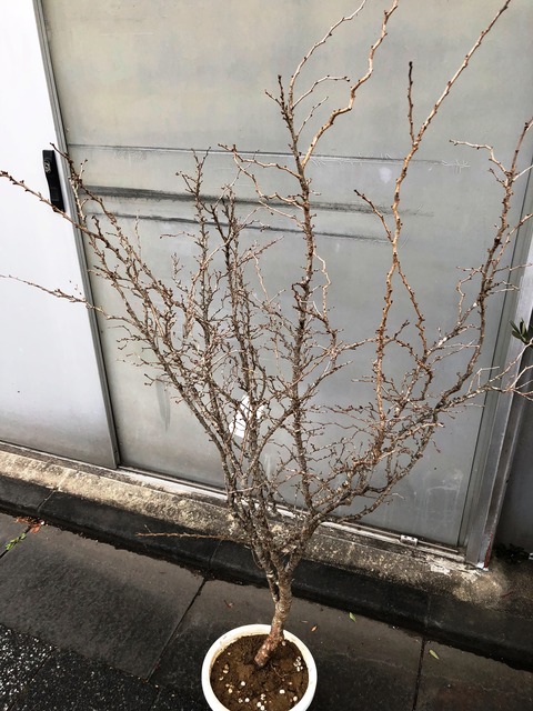 雲竜桜富士桜湖上の舞