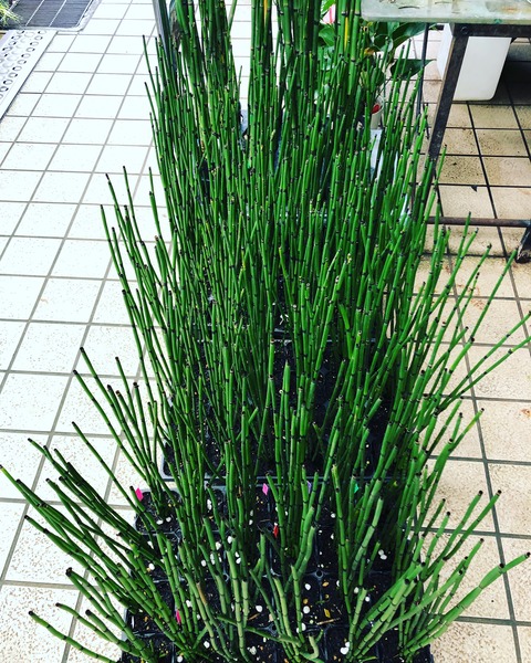 トクサと大トクサ