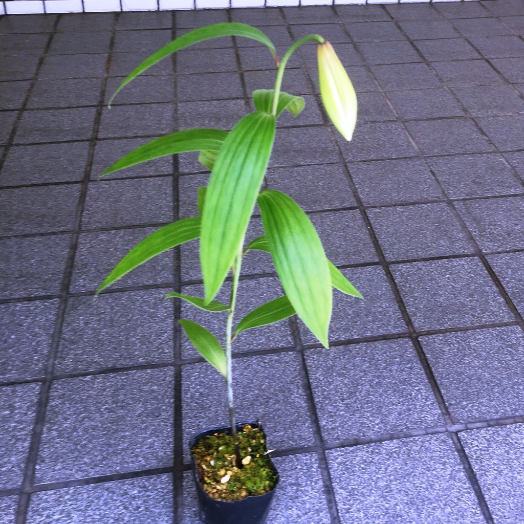姫サユリ販売 花重 京都 Hanajyu