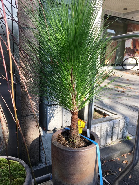 大王松鉢植え