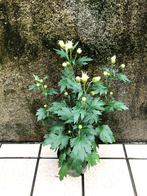 サガギク　しおり