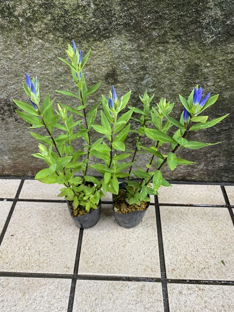 エゾオヤマノリンドウ