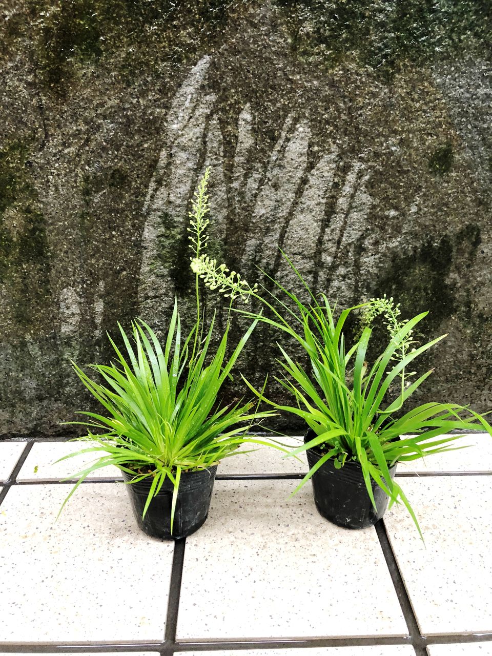 完了しました セキショウ 花 セキショウ 花