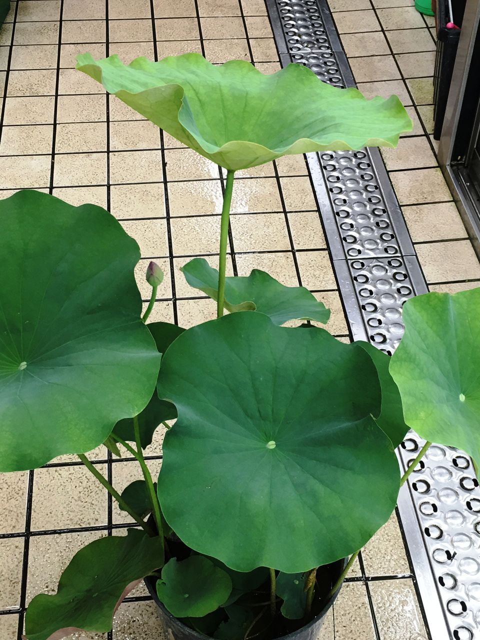 花重 京都 Hanajyu ハス鉢販売店