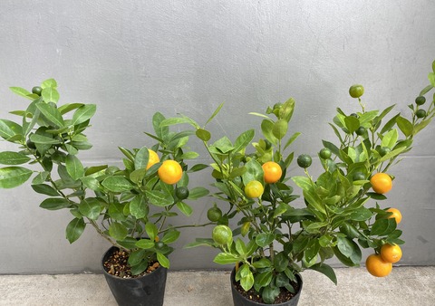 ニッポンタチバナ