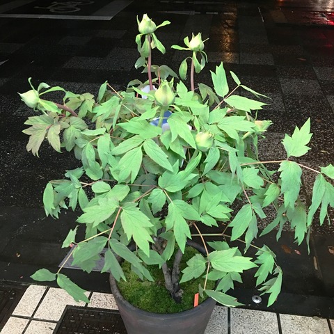 紅輝獅子と連鶴