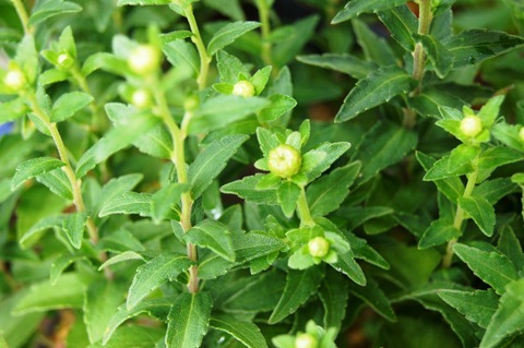 箱根菊