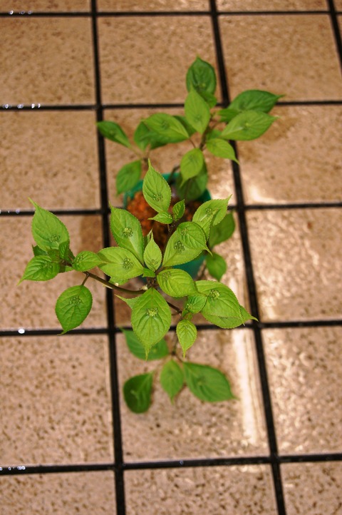 花筏雄