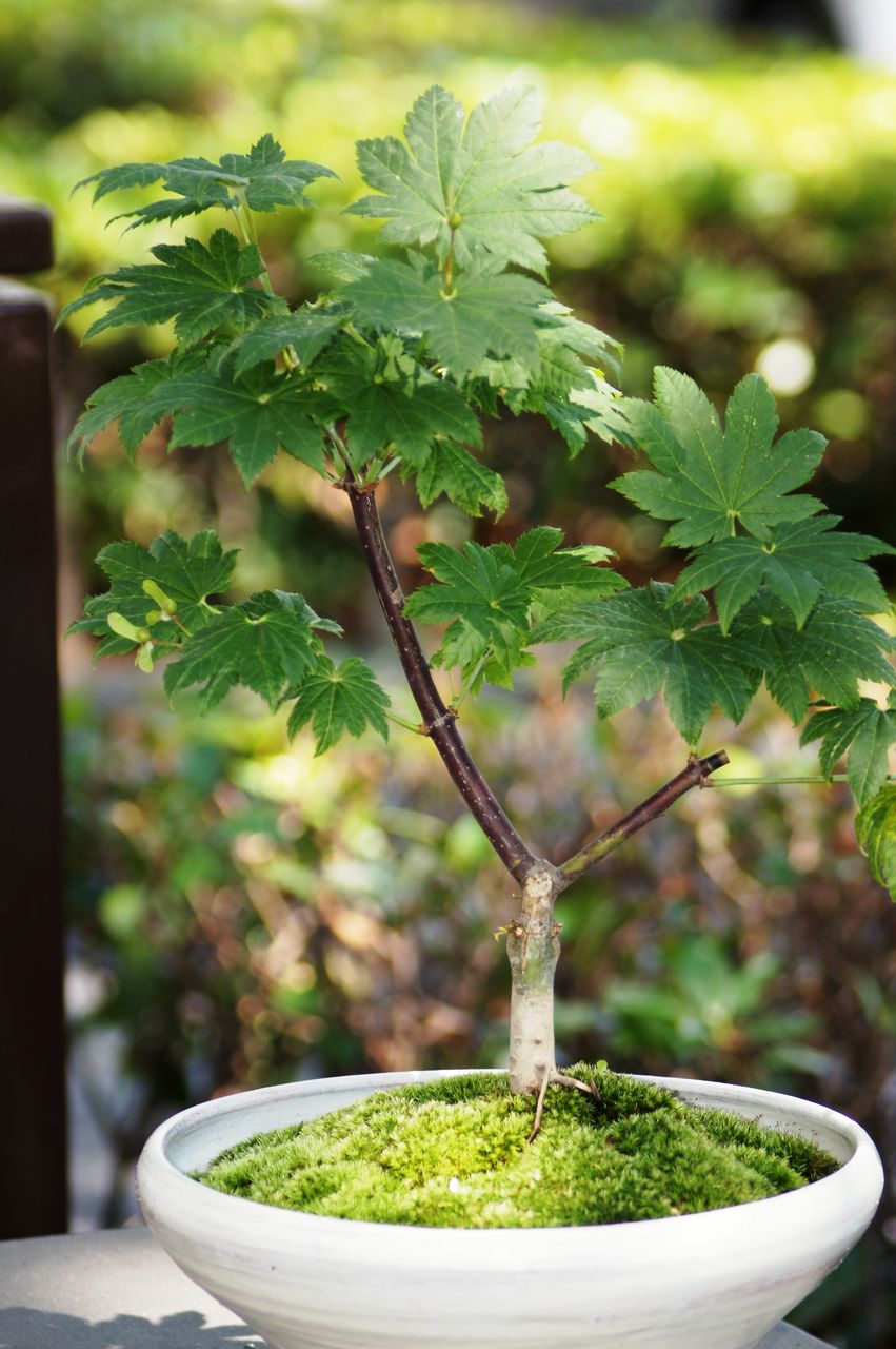 板屋楓鉢植え : 花重 京都 hanajyu