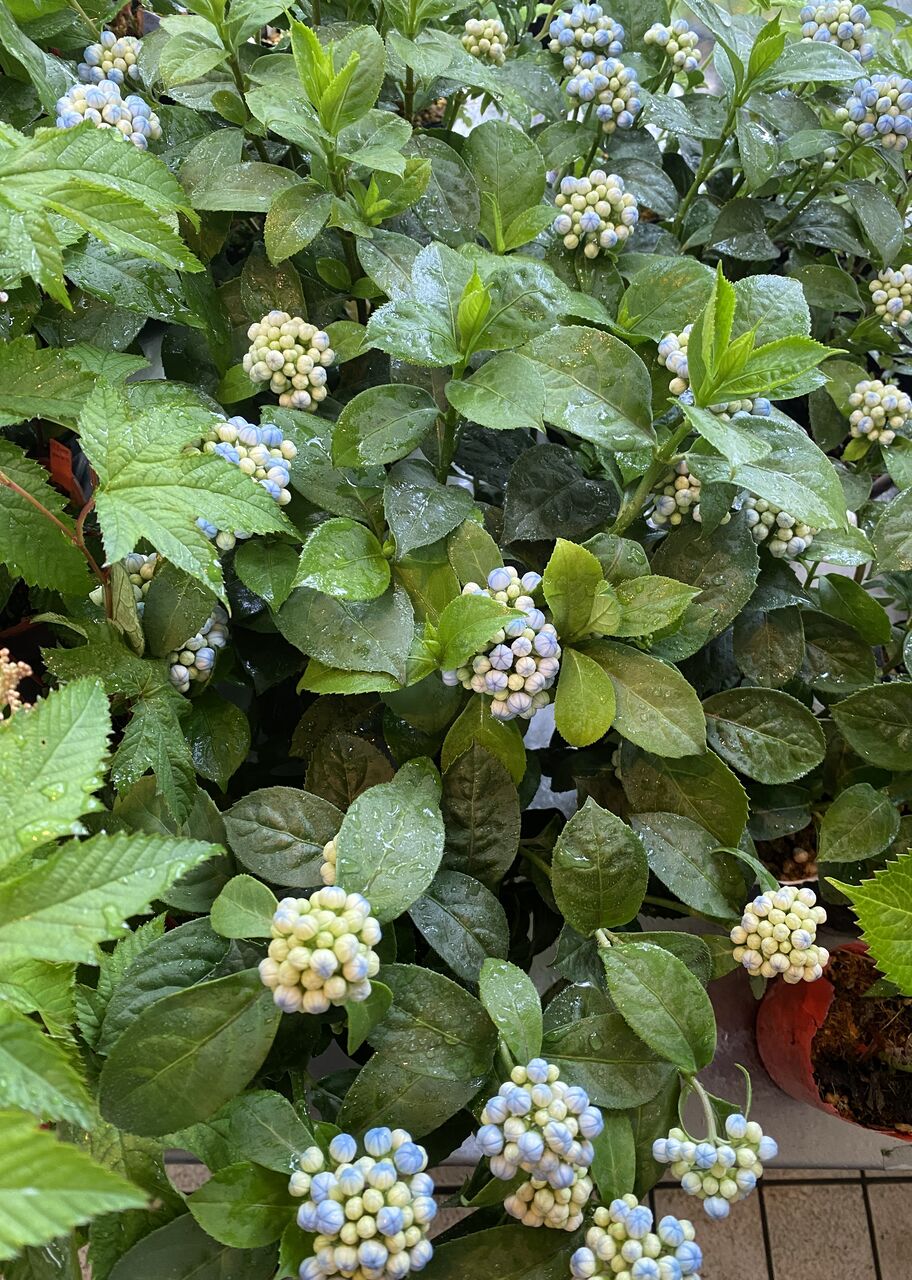 花重 京都 Hanajyu 取扱お花写真集