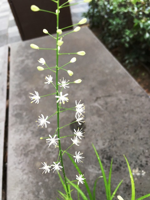 ヤシュウハナセキショウ