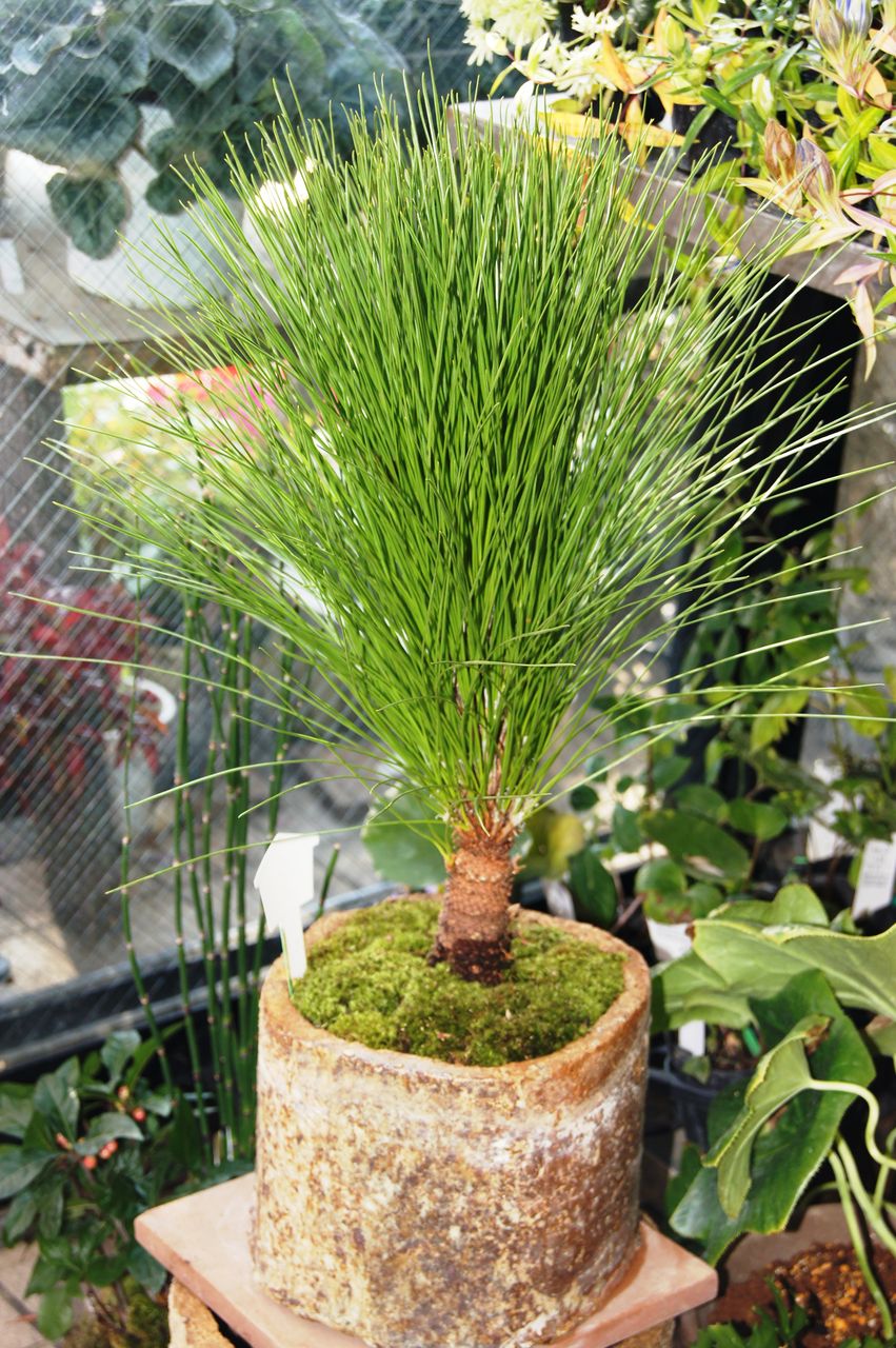 大王松販売 花重 京都 Hanajyu