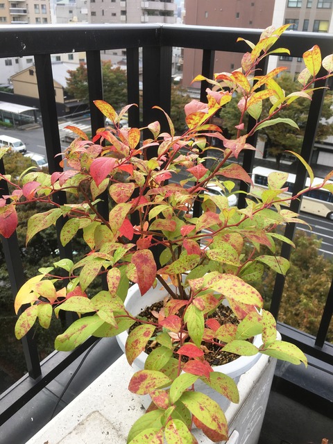 コバノズイナ紅葉