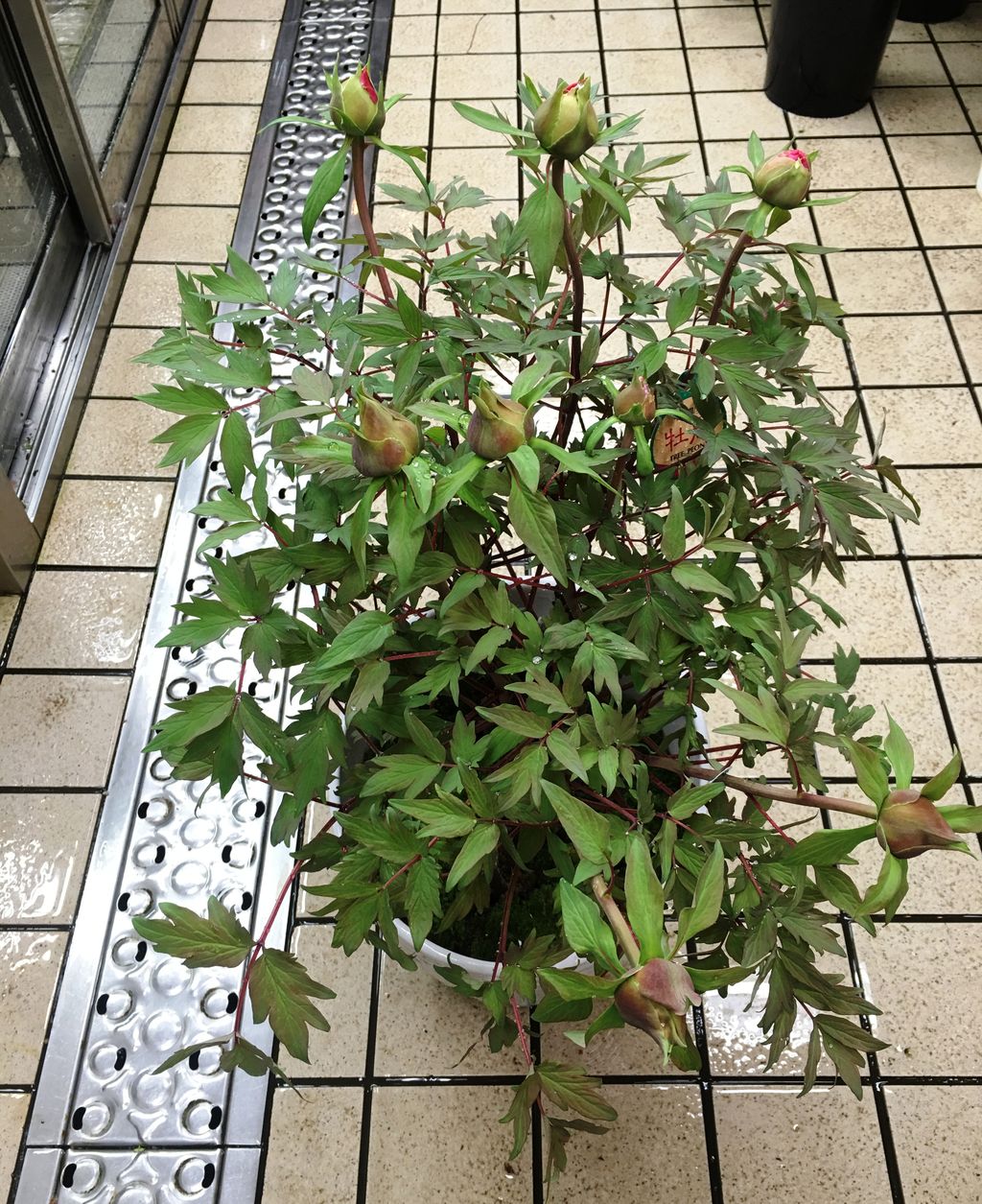 花重 京都 Hanajyu 牡丹鉢物販売 花重 京都 Hanajyu 牡丹鉢物販売