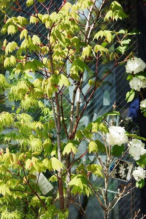 DSC02465