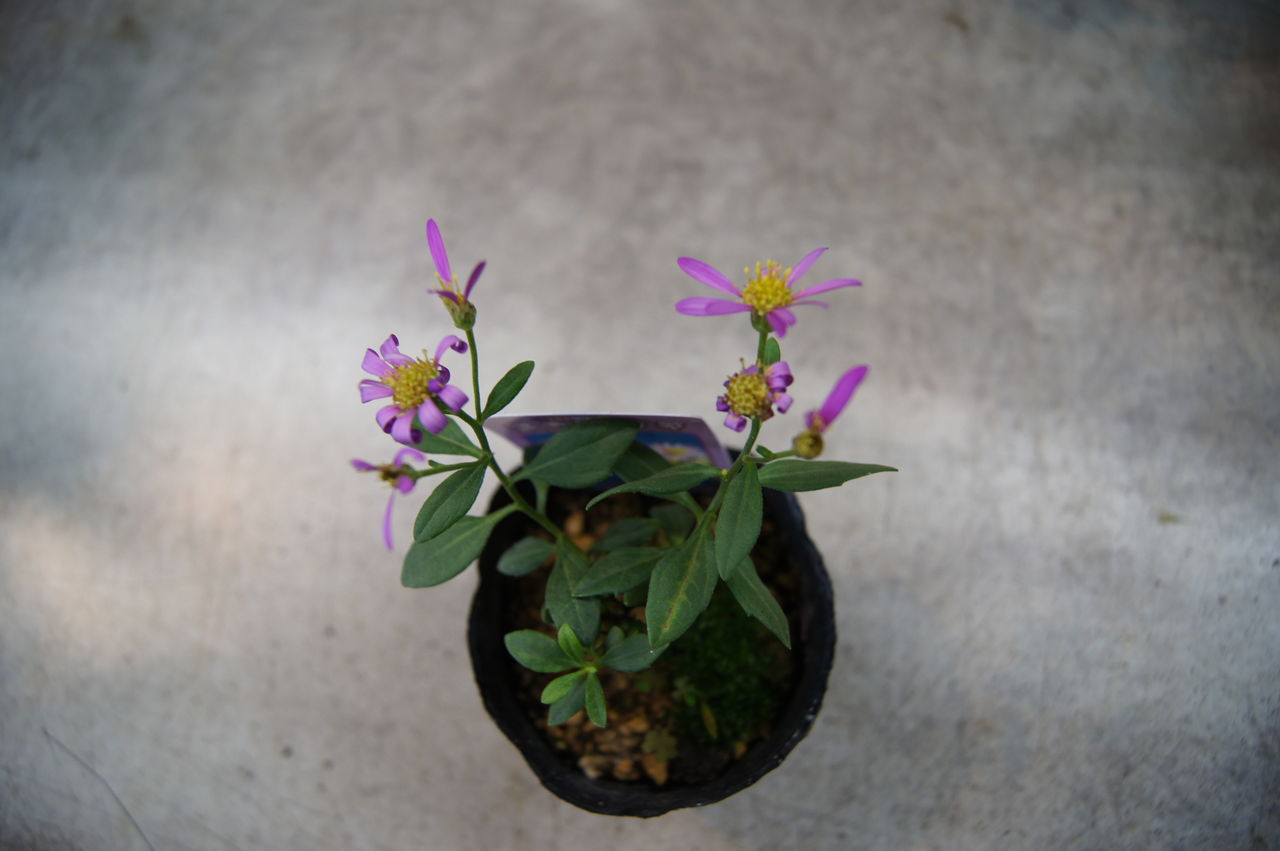山野草類見切り品セール 花重 京都 Hanajyu 山野草類見切り品セール 花重 京都 Hanajyu