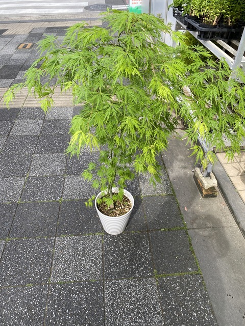 青シダレモモジ