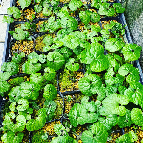 ふたばあおいポット