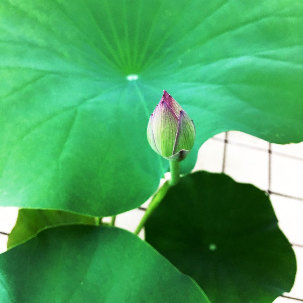 花重 京都 Hanajyu ハス鉢販売店