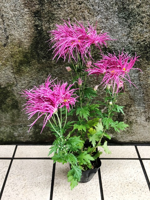 伊勢菊紅玉