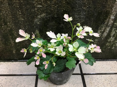 大文字草桃太郎