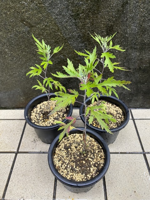 伊勢菊　玉章たましょう