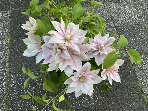 クレマチスアンドロメダ