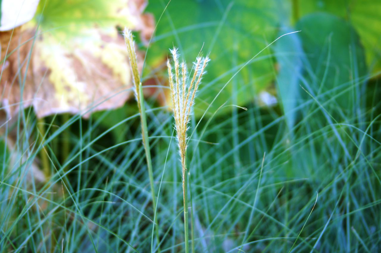 九月茶花一覧 花重 京都 Hanajyu