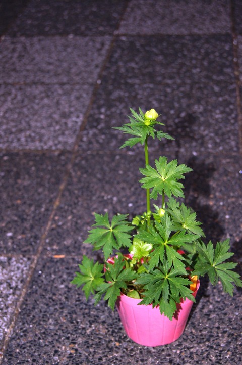 DSC02519