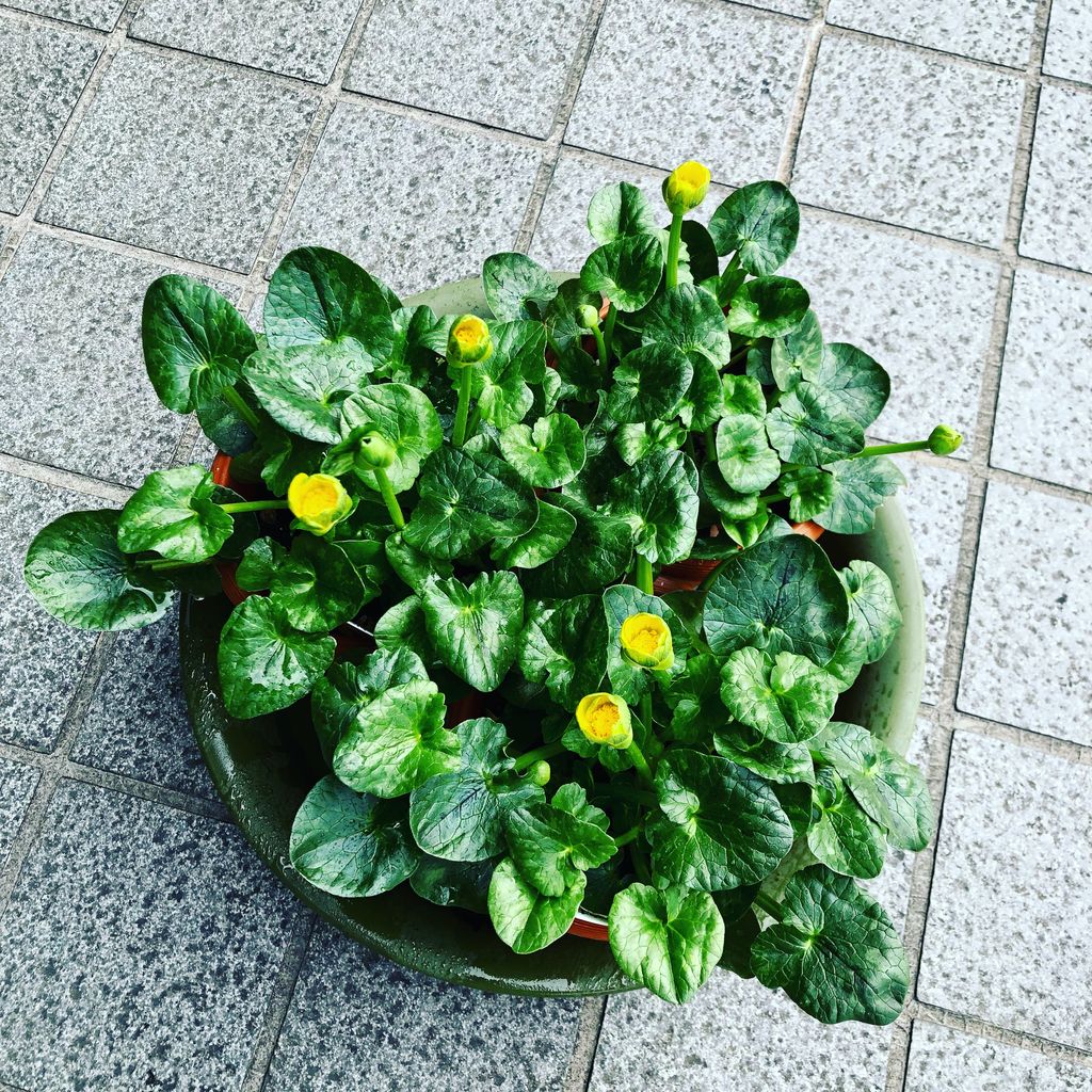 立金花販売 花重 京都 Hanajyu