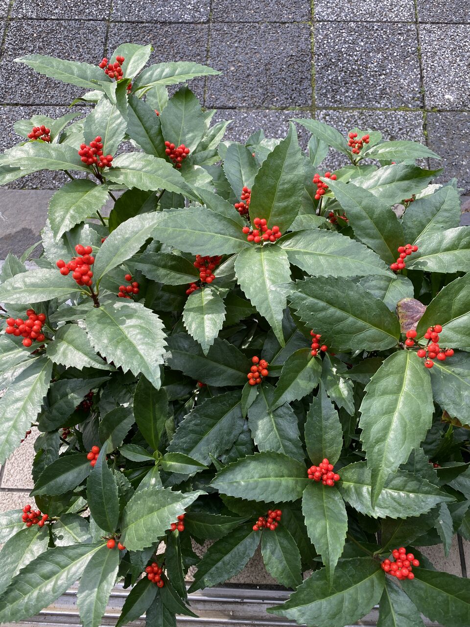 花重 京都 Hanajyu 実物 花重 京都 Hanajyu 実物