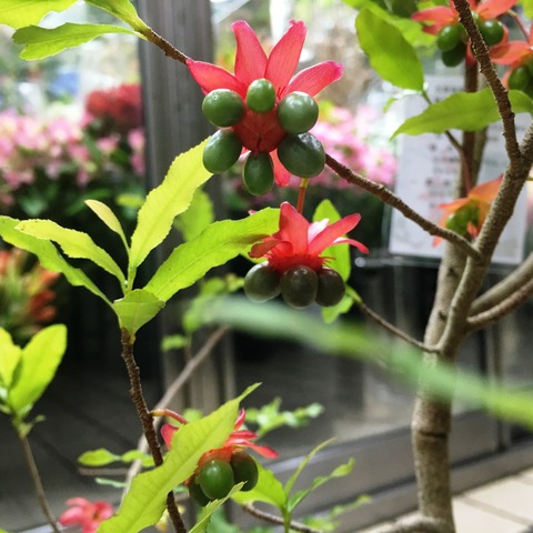 オクナ セルラータ実