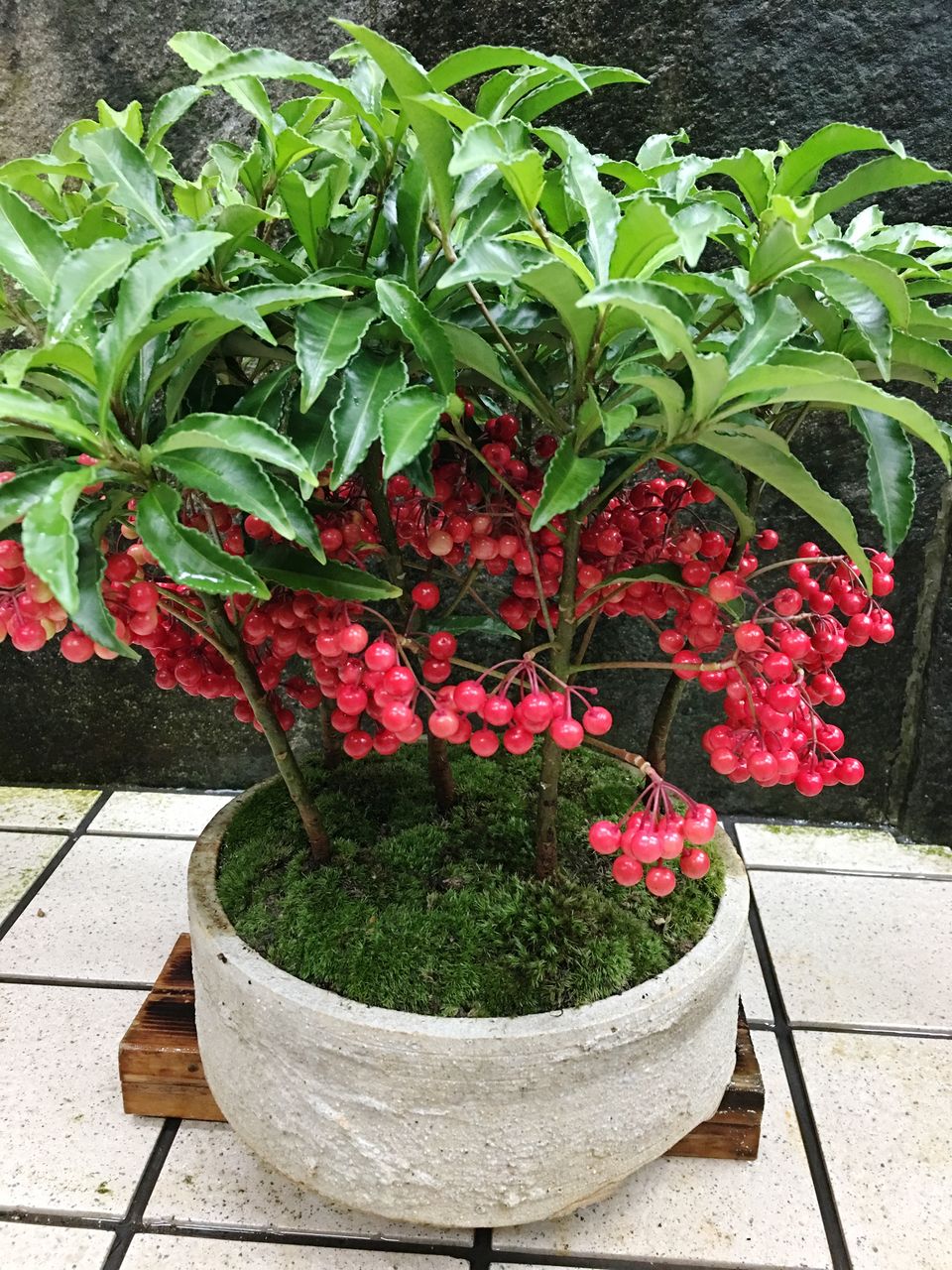 万両寄せ鉢 花重 京都 Hanajyu