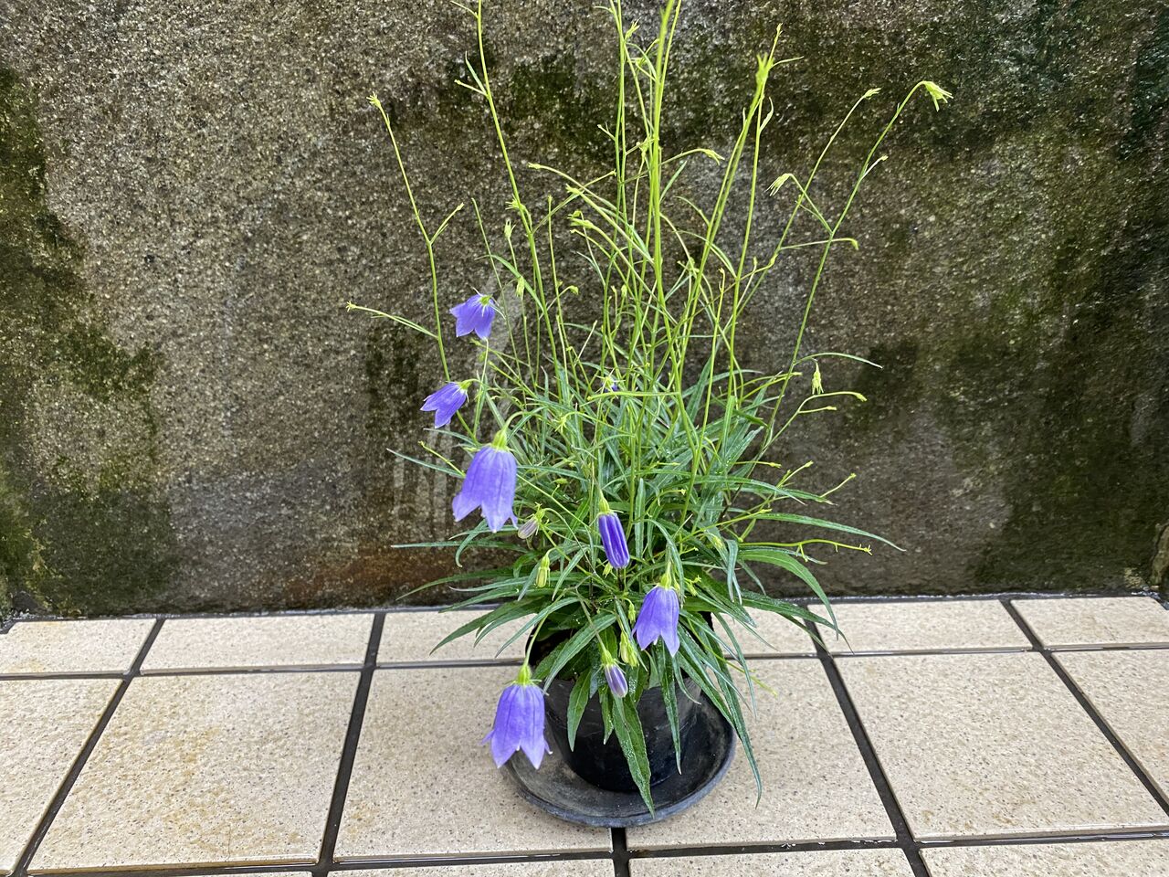 イワツリガネソウ販売開始 花重 京都 Hanajyu