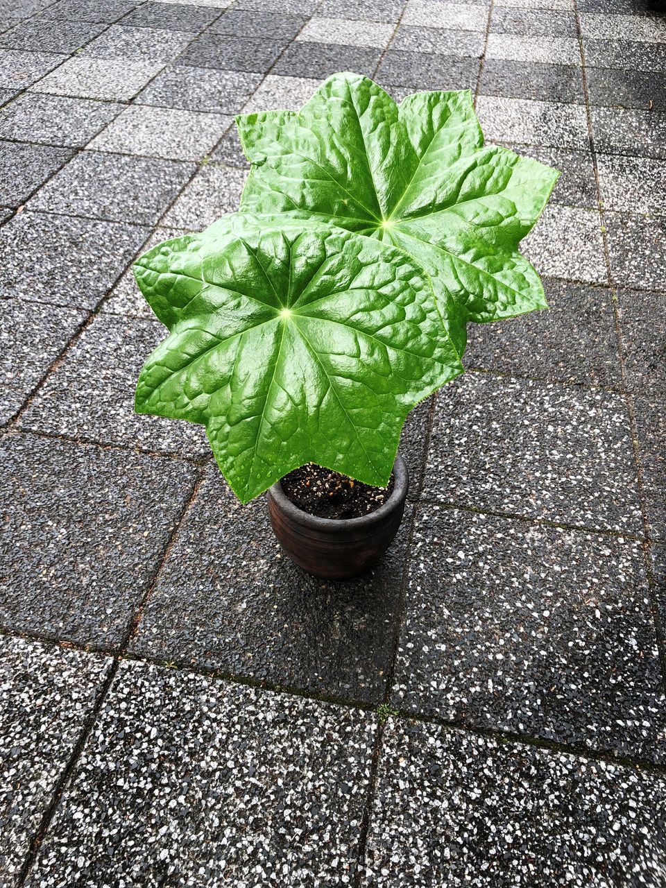 ハッカクレン赤花入荷 : 花重 京都 hanajyu