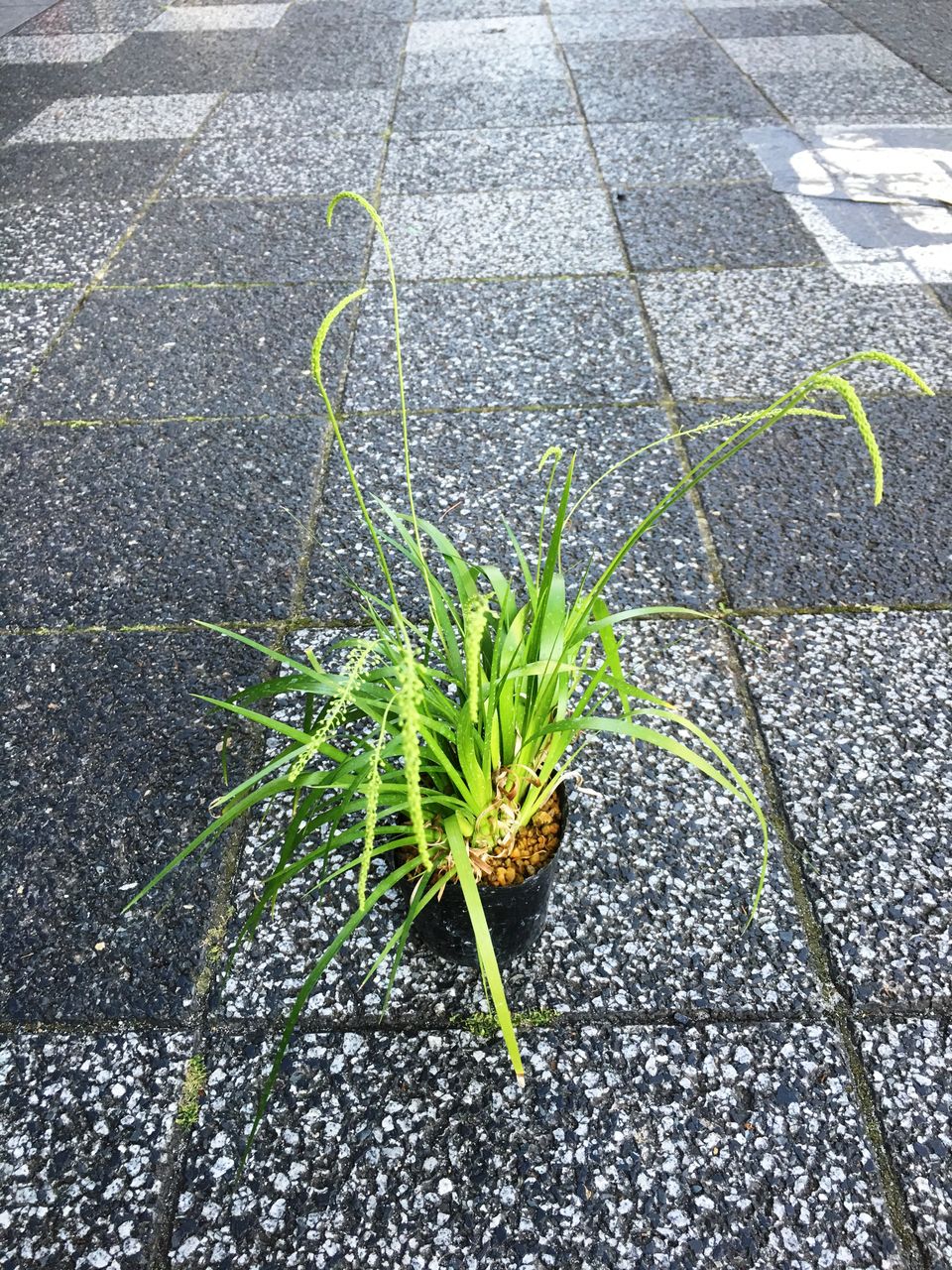 花重 京都 hanajyu : 石菖品種