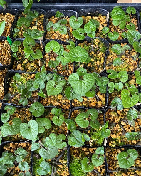 白花フタバアオイ赤花フタバアオイ