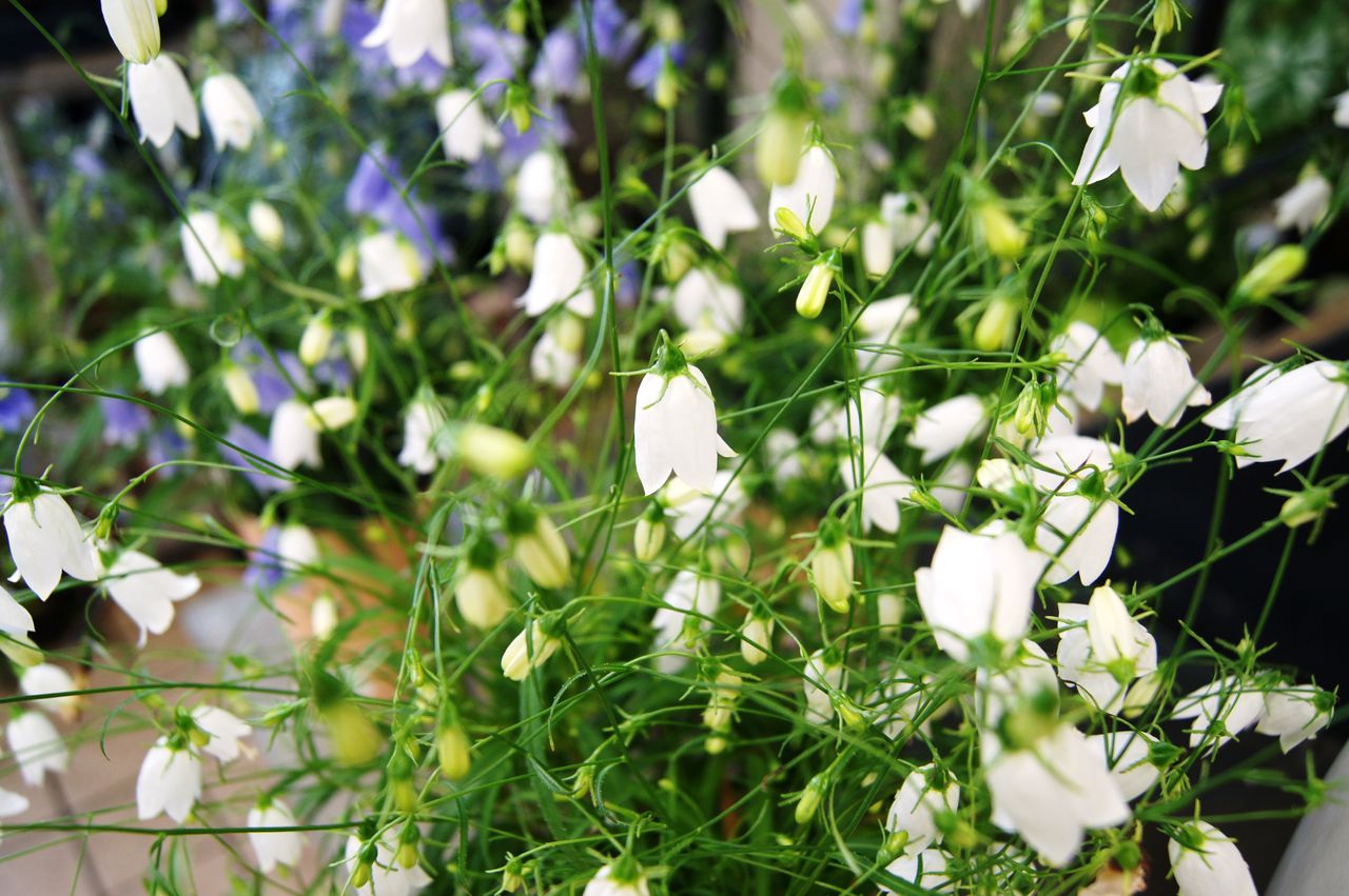 イワシャジン各種 花重 京都 Hanajyu