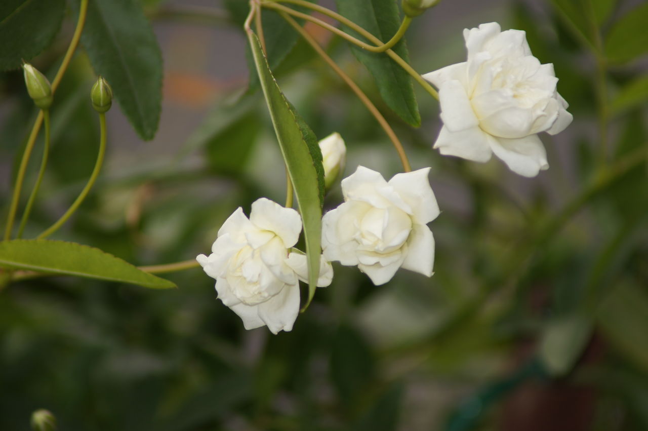白花木香バラ大鉢入荷 - 花重 京都 hanajyu