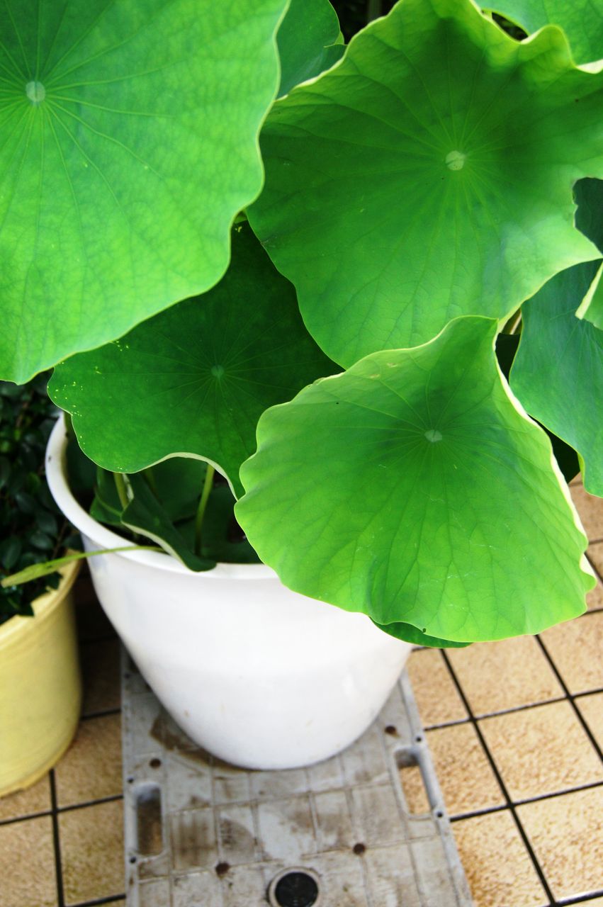 花重 京都 Hanajyu 蓮の育て方 花重 京都 Hanajyu 蓮の育て方